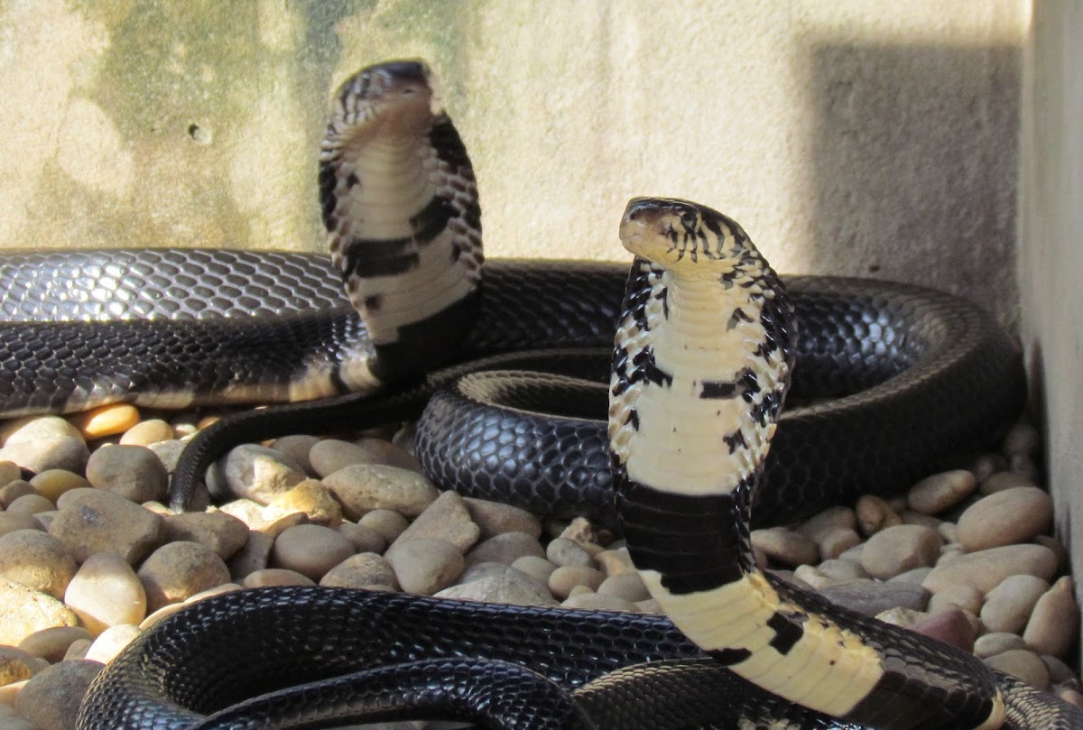 Forest Cobra