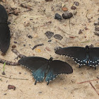 Pipevine swallowtail