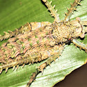 Spiny Rainforest Katydid