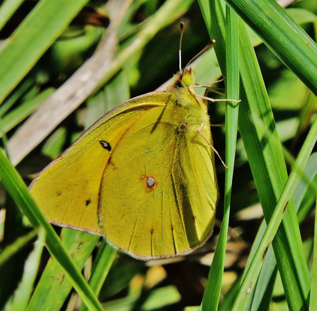 Western sulphur butterfly