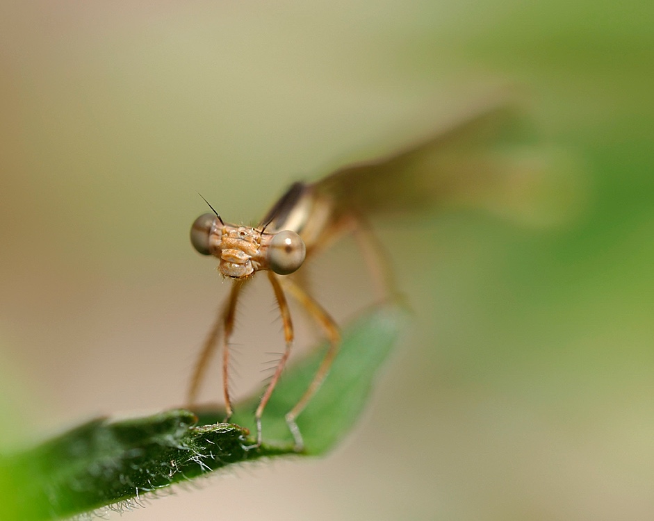 Caballito del diablo (Damsefly)