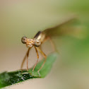 Caballito del diablo (Damsefly)