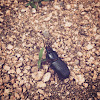 bess beetle, bess bug, patent leather beetle