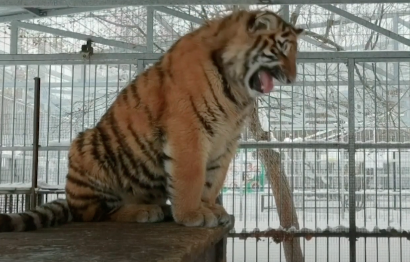 watch-eight-month-old-tiger-sings-in-russian-zoo