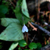 Twinflower