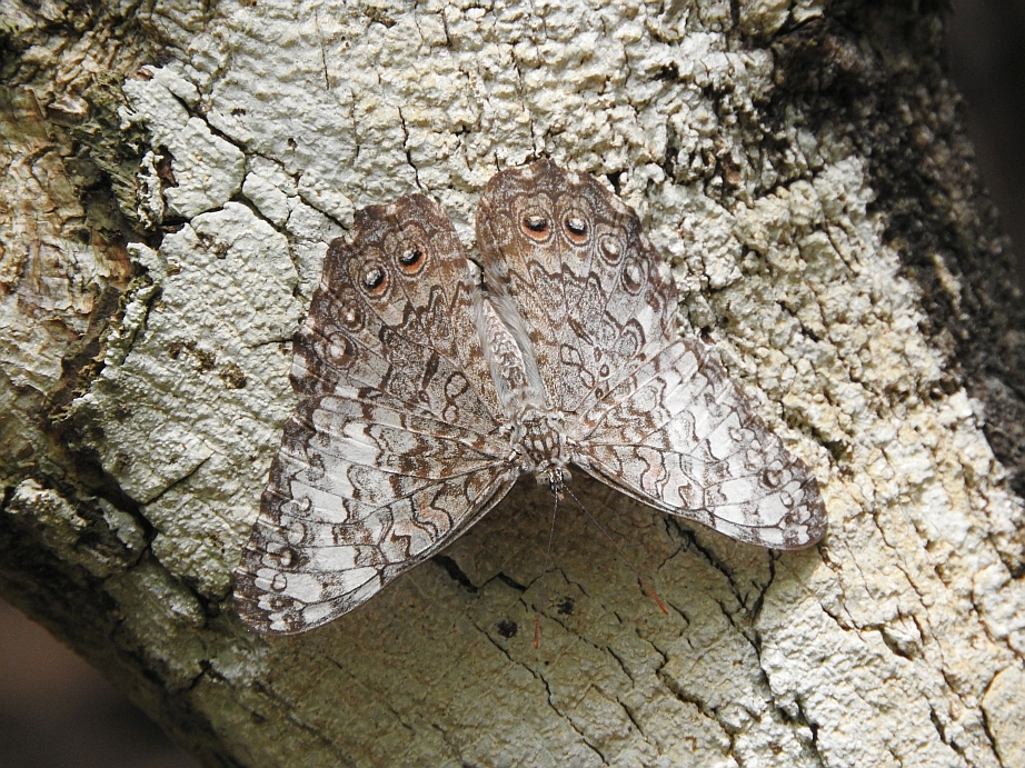 Caribbean Cracker