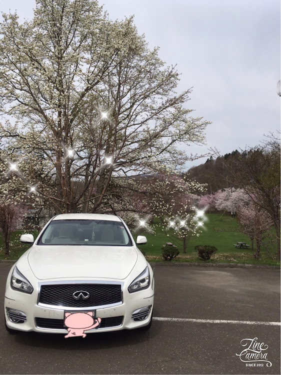 フーガの滝の上🌸・コブシコラボ📸・メロン熊に食べられそう💦・洗車・🌸とコラボ📸に関するカスタム事例の投稿画像1枚目