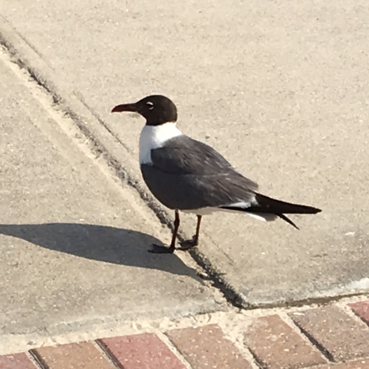 Laughing gull