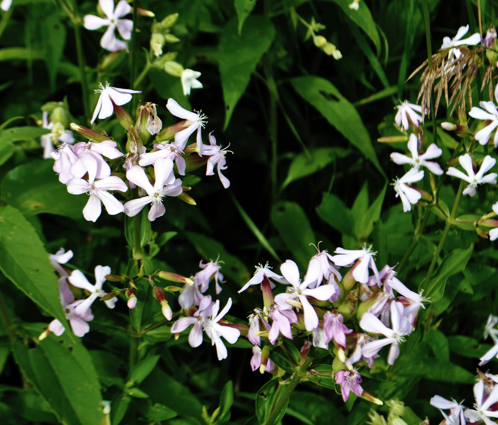 Common Soapwort