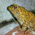 Asian Common Toad