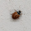 Polished Lady Beetle