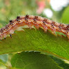 Tobacco Budworm Moth