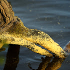 Loblolly pine pollen