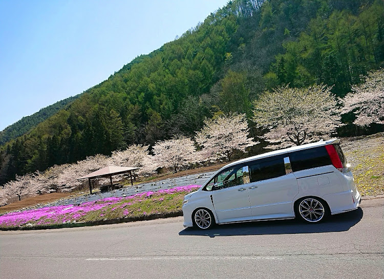 ヴォクシーの桜と愛車・山桜コラボ・芝桜コラボ・絶景スポット・明日からGWに関するカスタム事例の投稿画像7枚目