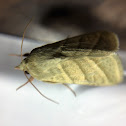 Tobacco Budworm Moth