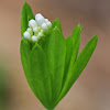 Sweetscented Bedstraw