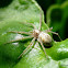 Philodromid crab spider