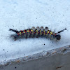 Western Tussock Moth