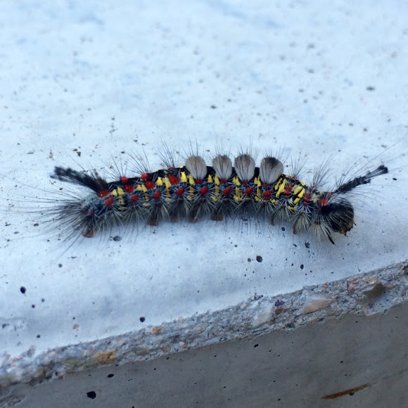 Western Tussock Moth | Project Noah