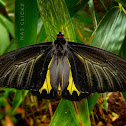 Southern birdwing