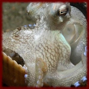 Octopus wallpapers.apk 1.0