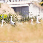 White Stork; Cigüeña Blanca