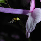 Sixspotted Orbweaver