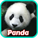 Download Panda Wallpapers For PC Windows and Mac 1.0