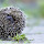 Hedgehog Pop HD Animals New Tabs Theme