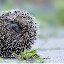 Hedgehog Pop HD Animals New Tabs Theme