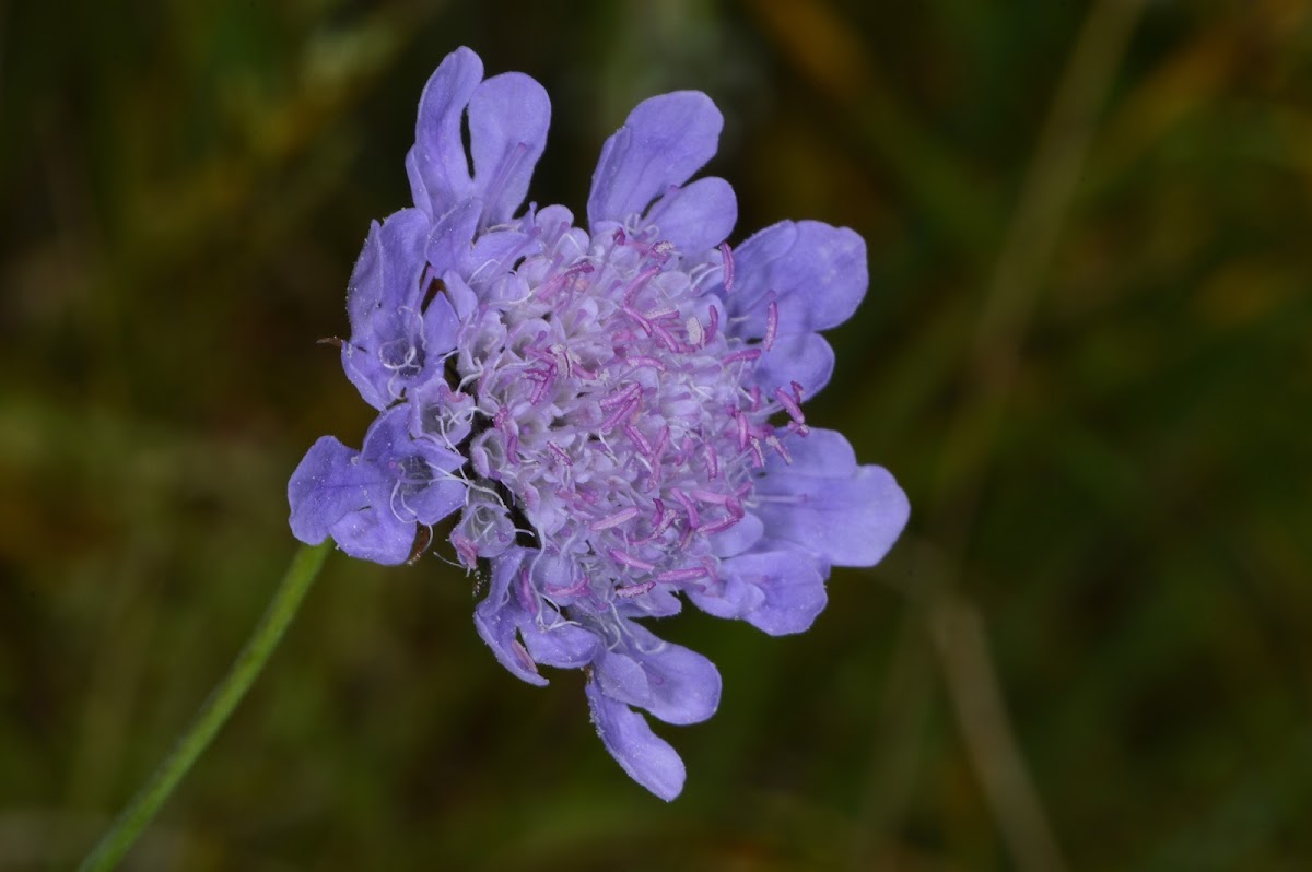 Field Scabious