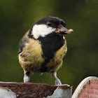 Great Tit