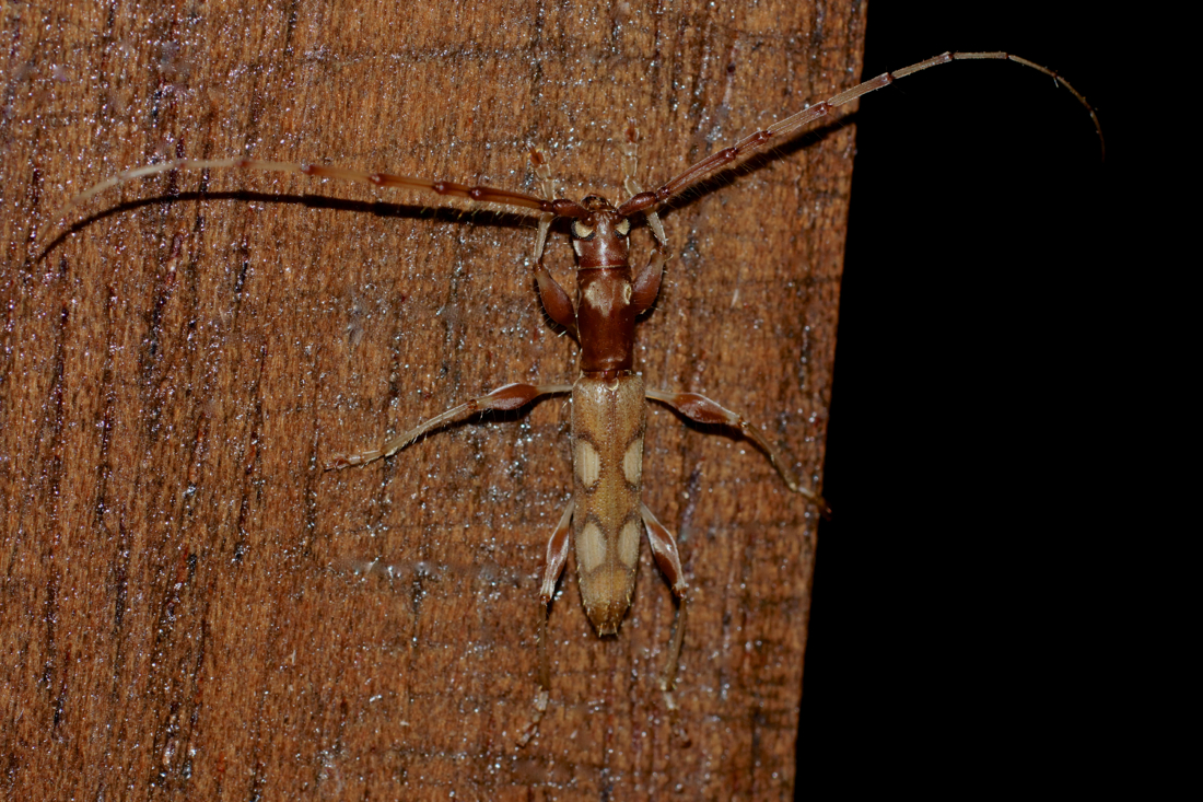 Longhorn Beetle