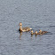 Mallard ducks