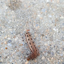 Striped Garden Caterpillar