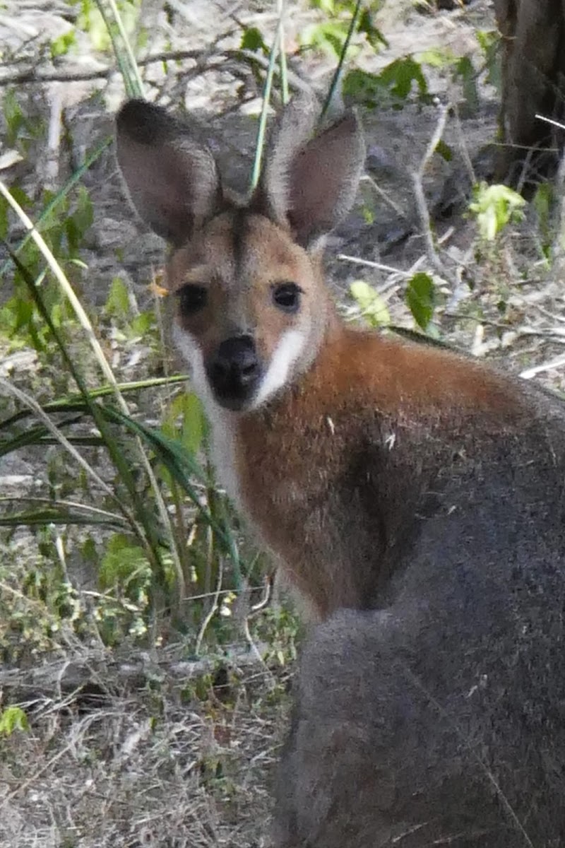 Whiptail Wallaby