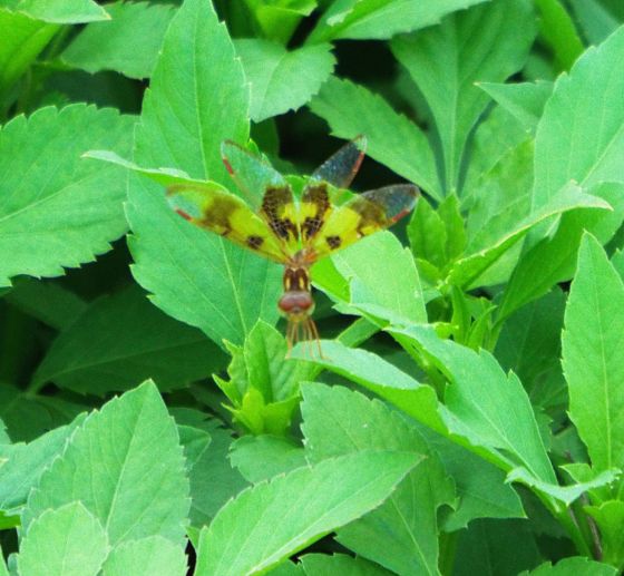 Eastern Amberwing