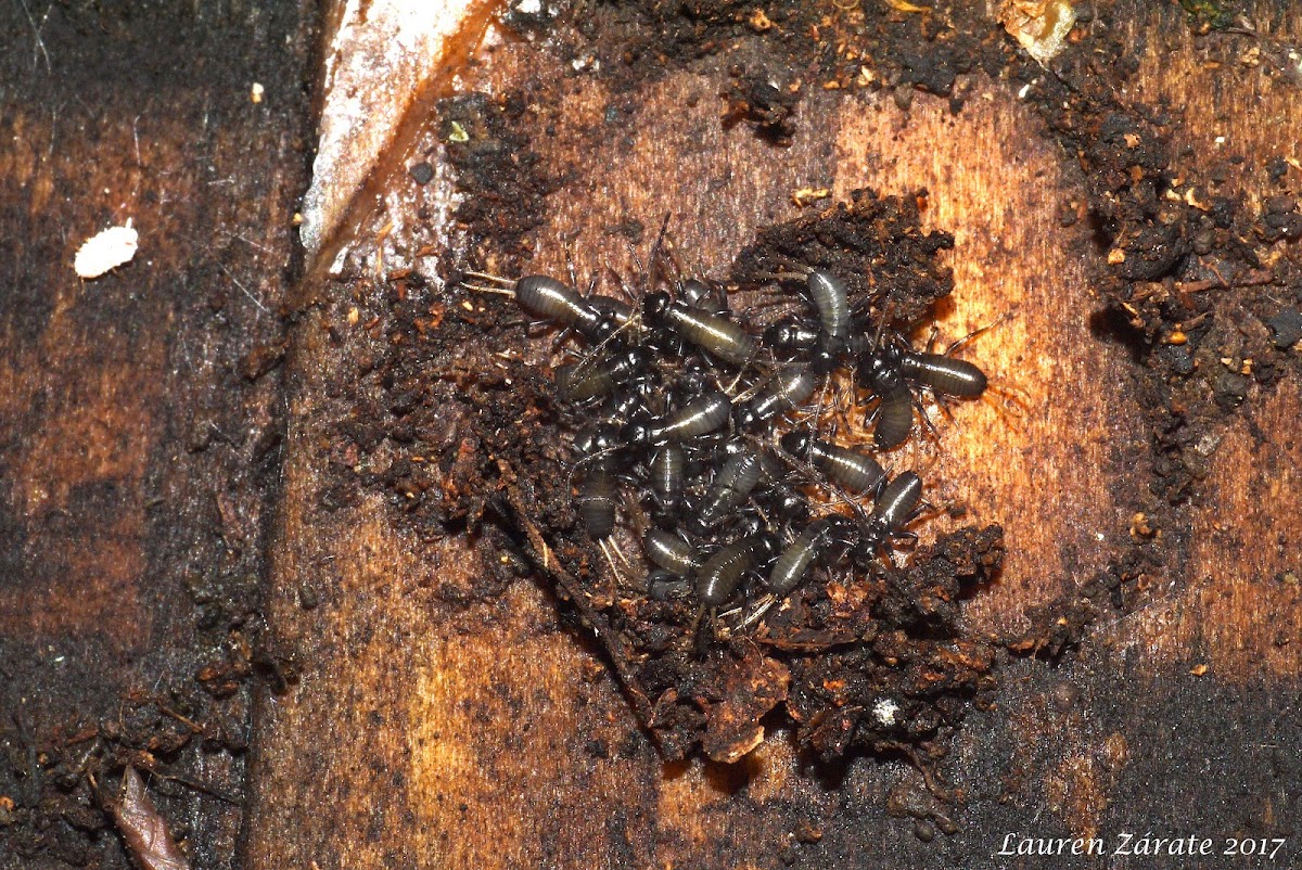 Newly Hatched Earwigs