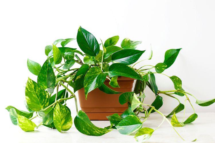 Sirih Gading dan Philodendron Tampak Mirip, Apa Bedanya? Halaman all -  Kompas.com