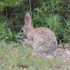 Desert Cottontail