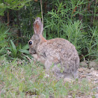 Desert Cottontail