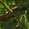 Black-Headed Saltator