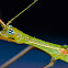 Stick Insect, Phasmid, Phasmatodea - Male
