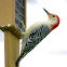 Red-Bellied Woodpecker