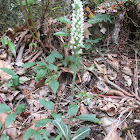 Rattlesnake Plantain