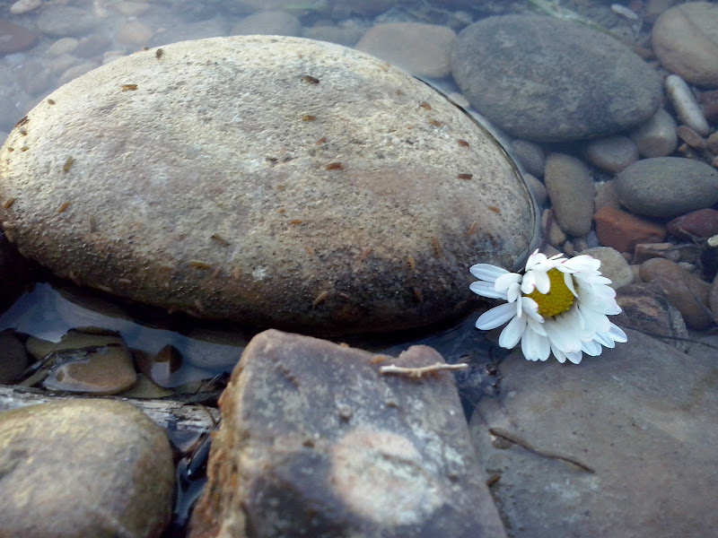 Tracce di primavera di Rosalbafilly