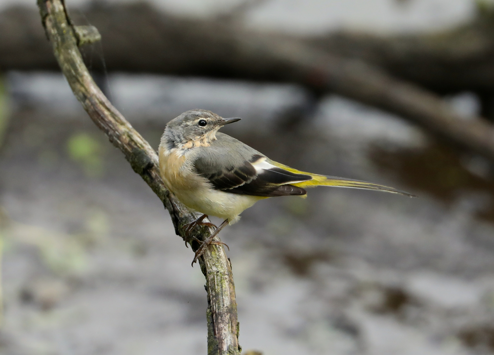 Grey Wagtail