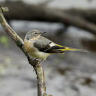 Grey Wagtail