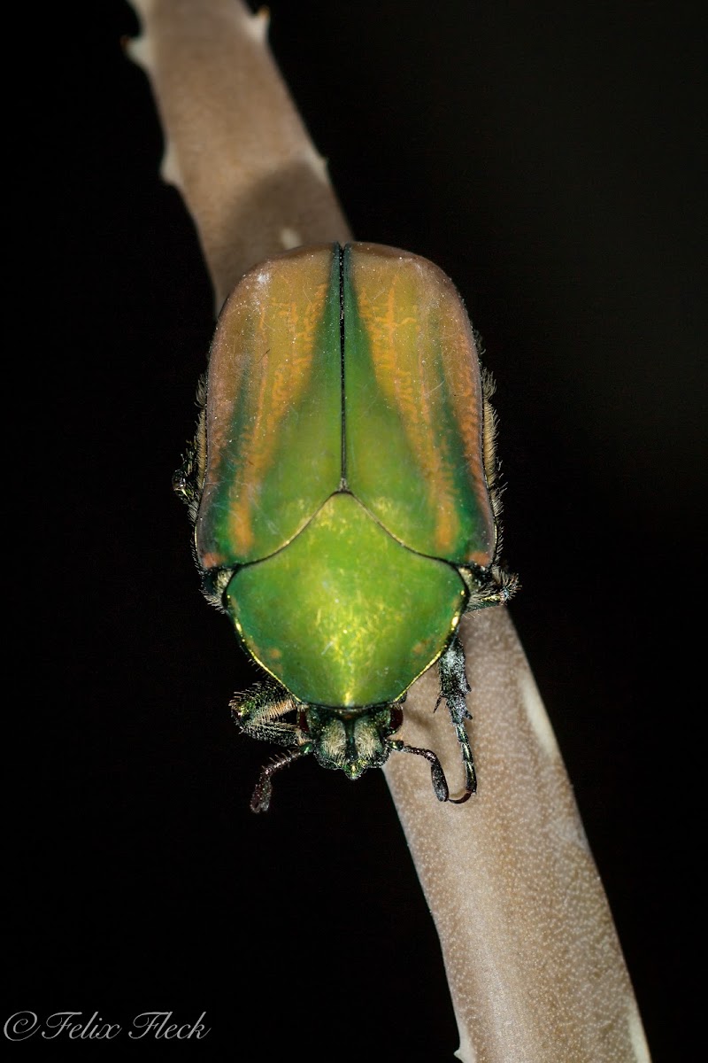 Green Fig Beetle