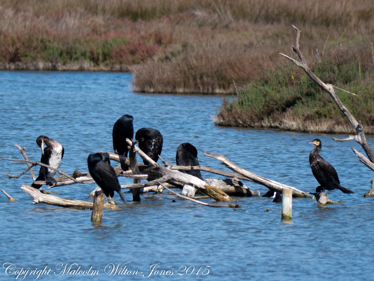 Cormorant; Cormorán Grande